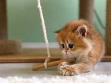 Safkan Golden British Shorthair Ny12 Double Coat