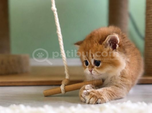 Safkan Golden British Shorthair Ny12 Double Coat görsel
