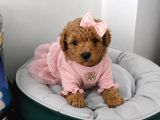 Ev Üretimi Irk Ve Sağlık Garantili Poodle Bebeklerim