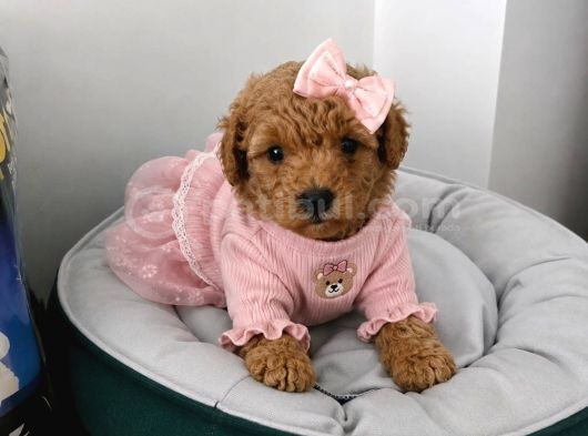 Ev Üretimi Irk Ve Sağlık Garantili Poodle Bebeklerim görsel