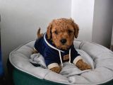Ev üretimi ırk ve sağlık garantili poodle bebeklerim