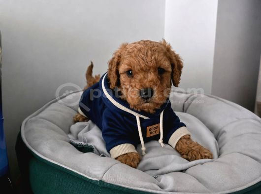 Ev Üretimi Irk Ve Sağlık Garantili Poodle Bebeklerim