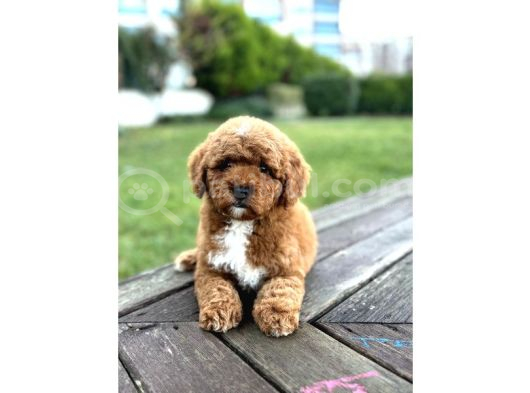 MİNİ LABRADOODLE ÖZEL IRK BEBEKLER