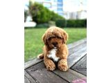 Mi̇ni̇ Labradoodle Özel Irk Bebekler