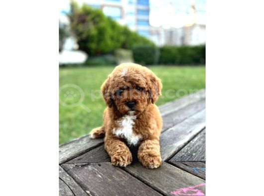 Mi̇ni̇ Labradoodle Özel Irk Bebekler görsel