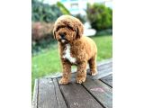 Mi̇ni̇ Labradoodle Özel Irk Bebekler