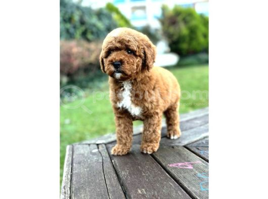 Mi̇ni̇ Labradoodle Özel Irk Bebekler görsel