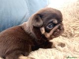 Egzoti̇k Nadi̇r Bulunan Pug Mops Bebekler