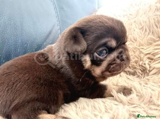 Egzoti̇k Nadi̇r Bulunan Pug Mops Bebekler görsel