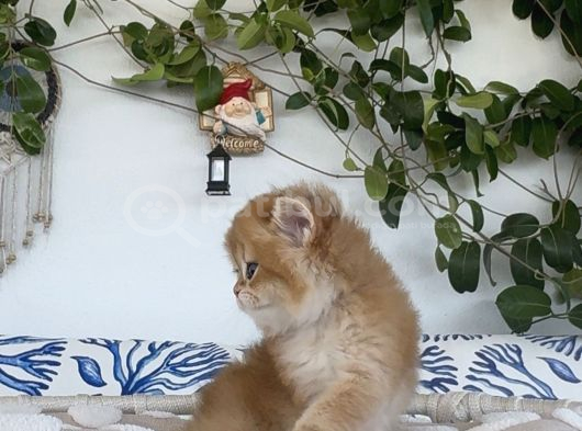 Safkan Golden British Shorthair Ny12 Double Coat görsel