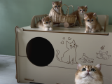 Safkan Golden British Shorthair Ny12 Double Coat