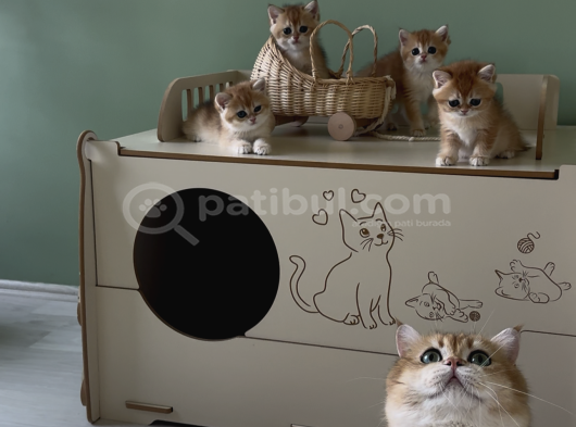 Safkan Golden British Shorthair Ny12 Double Coat görsel