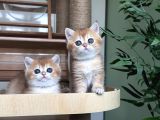 Safkan Golden British Shorthair Ny12 Double Coat