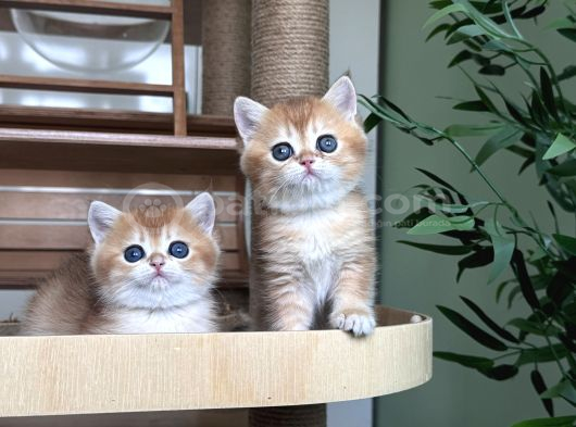 Safkan Golden British Shorthair Ny12 Double Coat görsel