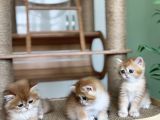 Safkan Golden British Shorthair Ny12 Double Coat