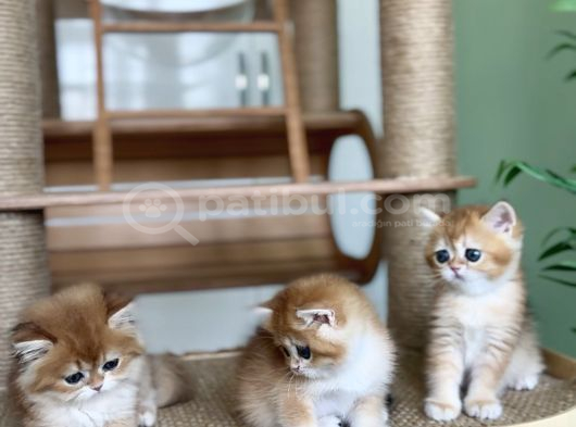 Safkan Golden British Shorthair Ny12 Double Coat