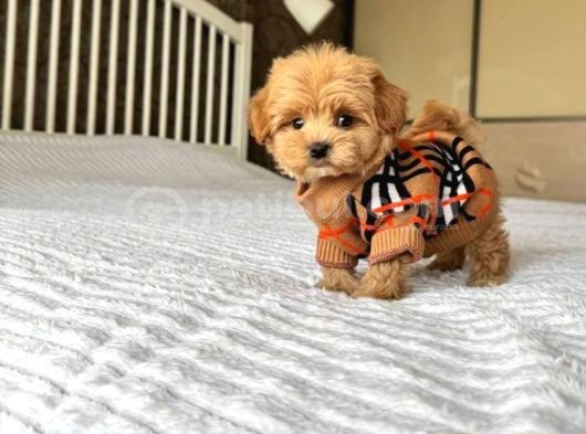 Vecihiden Mini Kore Bebekyüzlü Maltipo Yavrular görsel