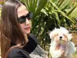 Mini Boy Maltese Terrier