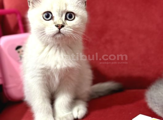 British Yavrularımız Hazır
