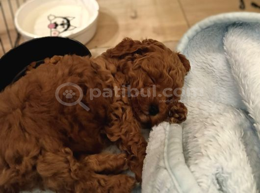 Ev Üretimi Irk Ve Sağlık Garantili Poodle Bebeklerim görsel