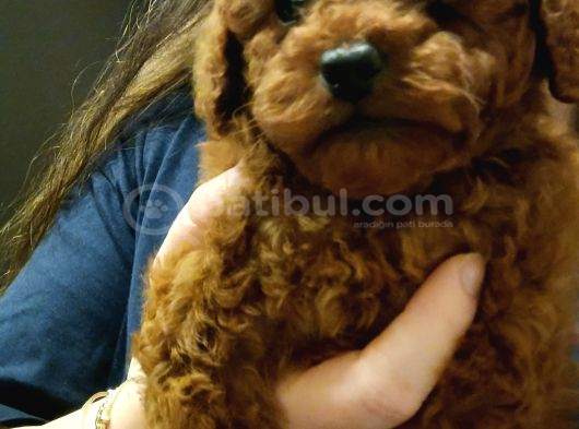 Ev Üretimi Irk Ve Sağlık Garantili Poodle Bebeklerim görsel