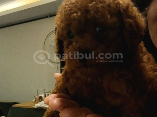 Ev Üretimi Irk Ve Sağlık Garantili Poodle Bebeklerim görsel