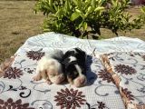 En Tatli Beagle Bebekler