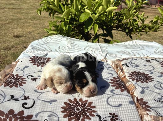En Tatli Beagle Bebekler görsel