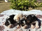 En Tatli Beagle Bebekler