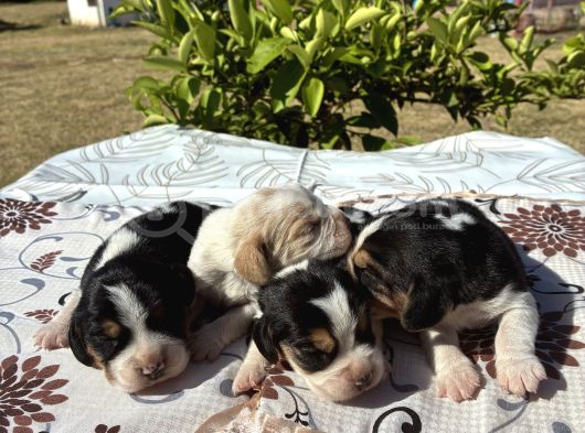 En Tatli Beagle Bebekler görsel