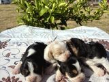 En Tatli Beagle Bebekler
