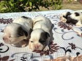 CİNSİNİN EN GÜZELİ SHİHTZU
