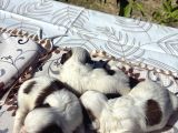 Ci̇nsi̇ni̇n En Güzeli̇ Shi̇htzu