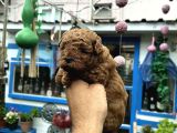 Orijinal Toy Poodle