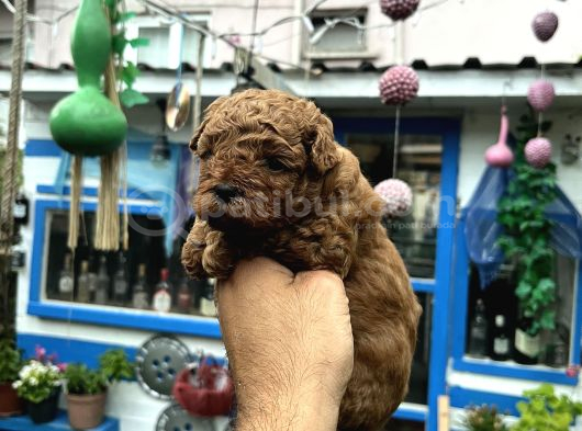 Orijinal Toy Poodle görsel