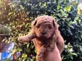 Orijinal Toy Poodle