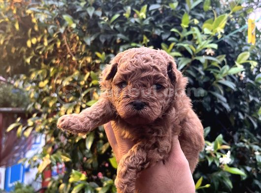 Orijinal Toy Poodle görsel