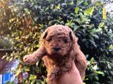 Orijinal Toy Poodle