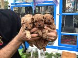 Orijinal Toy poodle