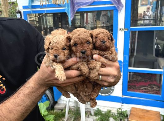 Orijinal Toy Poodle