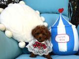 Evdoğumu Poodle Bebişler