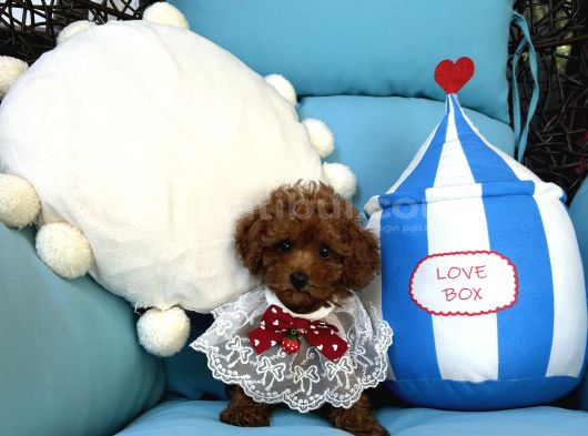 Evdoğumu Poodle Bebişler görsel