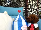 Evdoğumu Poodle Bebişler