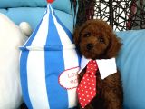 Evdoğumu Poodle Bebişler