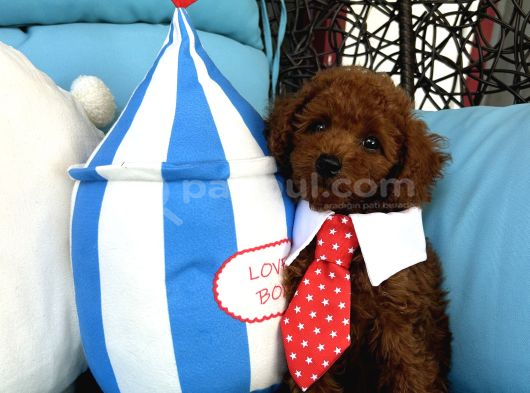 Evdoğumu Poodle Bebişler görsel