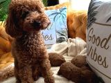 Evdoğumu poodle bebişler
