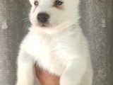 Son Yavrulara Özel Kampanyalı Husky