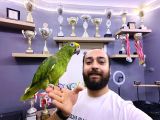 KAHKAHA ATAN EVCİL SARI ALINLI AMAZON PAPAĞANI