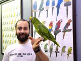 Kahkaha Atan Evci̇l Sari Alinli Amazon Papağani