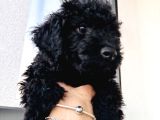 Gri Dişi Toy Poodle Nadir Renk
